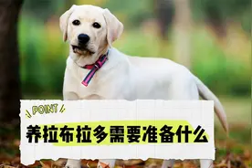 养拉布拉多需要准备什么？这些东西要备好