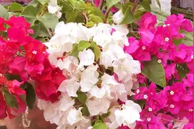 神奇嫁接法，不同花色的三角梅嫁接在同一棵上，开花瞬间太美艳视频封面