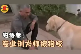 训犬师夸下海口：我训的狗绝不咬人！结果下一秒就被打脸！纪录片