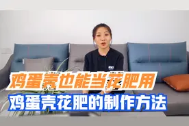 鸡蛋壳也能当花肥用，鸡蛋壳花肥的使用方法与注意事项视频封面