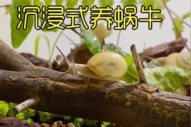 养野外抓的蜗牛，打造蜗牛造景缸的过程，超有趣超解压视频封面