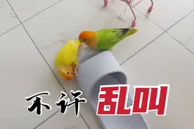 小鹦鹉乱叫怎么办？了解原因才能真正避免这个问题！视频封面