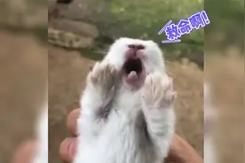 兔子怎么叫？看到最后我裂开了