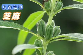 芝麻的一生｜现代农业种植和收获胡麻｜芝麻香油生产过程视频封面
