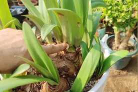 朱顶红2年十多个侧芽，掌握技巧，每年都能开花，一棵长十枝花箭视频封面