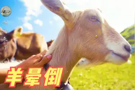 吓一下就会晕倒的羊叫什么羊？羊每周要晕28次,又为什么会晕倒？视频封面