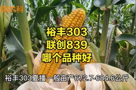裕丰303与联创839，这两个玉米品种有什么区别，哪个品种更好视频封面