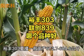 裕丰303与联创839，这两个玉米品种有什么区别，哪个品种更好