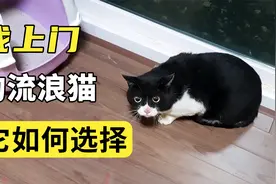喂了一只流浪猫，竟被它找上门，好心人开门让它自己选择去留视频封面