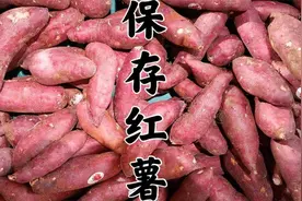 住楼房保存红薯的方法，简单两步，放半年不发芽不硬芯，越放越甜视频封面