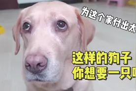 拉布拉多实力宠主人，让主人过上“皇帝”般奢靡生活 ！视频封面