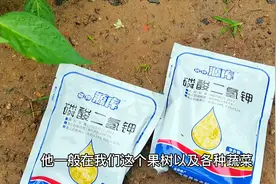 芸苔素搭配磷酸二氢钾，到底怎么用？用对了，花钱少，效果还翻倍视频封面