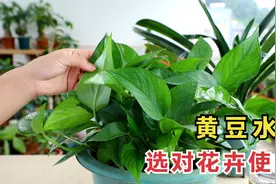 黄豆水养花易爆盆，但很多人用错花卉，效果适得其反视频封面