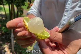 两三百块一斤的冰荔和观音荔，名字就高大上，一般人吃不起视频封面