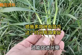 小麦喷施多效唑有技巧，在这个时间喷施，控旺效果好增产最显著视频封面