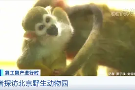 开园营业 记者探访北京野生动物园视频封面