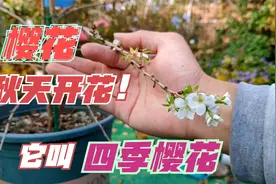 樱花只能春天开花？这种樱花可以四季开花，盆栽一棵四季赏花视频封面