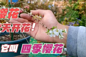 樱花只能春天开花？这种樱花可以四季开花，盆栽一棵四季赏花视频封面