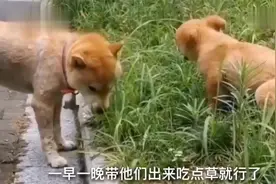 搞笑视频：妞妞，你看我这件衣服好看不，你啥意思过分了吧。视频封面