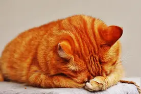 如何让猫咪不乱动？一个小方法帮您解决这个问题