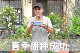 炎炎夏日播种成功，不会播种的看过来，包学包会的播种教程视频封面