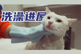 流浪猫到家第三天，终于给他洗澡了，可以进屋住了
