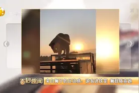 来自狮子的压迫感：游客进铁笼，狮群随意跑视频封面