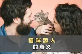 为什么猫咪爱舔人？背后有这几种含义！