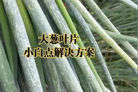 大葱叶片上一旦出现小白点，就需加强管理了，否则大葱要减产！视频封面