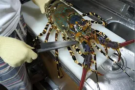 星级大厨处理龙虾，趁龙虾不注意，一刀戳进虾头，虾肉白嫩流口水