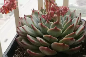 这样的吉娃娃你见过没，很奇特对吧