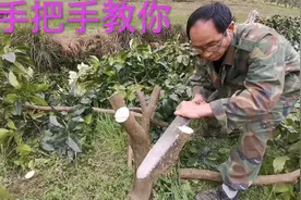 果树的嫁接换种应注意的一些事项，手把手教你柚子树的嫁接方法视频封面
