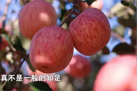近40年苹果树，一棵竟能结1000斤！视频封面