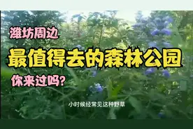 潍坊周边最值得去的森林公园，你来过吗？人烟少，绿植多视频封面