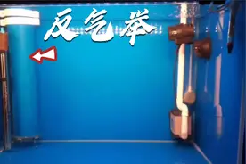 一体小上滤鱼缸过滤弱，难改造，试试加个“反气举”，谈谈反气举视频封面