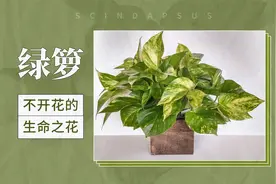 绿箩——不开花的生命之花视频封面