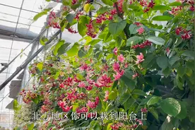 开深红色大花，四季都能开，香味好闻能爬藤，它就是“使君子”视频封面