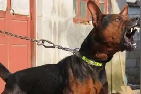 狗贩子培养的“猛犬”，比德牧还要凶狠，跌落“神坛”视频封面