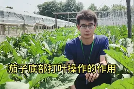 什么是茄子底部的打叶操作？有什么作用？