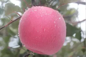 7旬果农种植苹果亩产超2万的秘诀视频封面