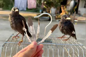 两只小八哥46天大，开始换羽毛了