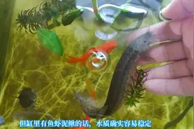 乌龟缸里小鱼怎么养，放泥鳅有什么用？好处还真不少，至少有5条