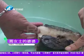 三百年老宅里挖出大宝贝“太岁”？女子：“会自愈，绝对不会假”视频封面