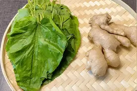 桑叶加生姜泡水喝，老一辈人留给我们的一个方法，看完涨知识了视频封面