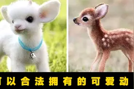 5种可以合法饲养的可爱动物，看完你想饲养哪个？