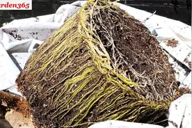 满是根的旧盆土这样一处理，秒变肥沃种植土，还能反复用视频封面