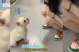 狗子向主人撒娇被同样招数反制，主人一开口直接把狗子整蒙了！视频封面