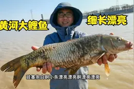 零下3度黄河大鲤鱼拱流，小伙一网扣住，七八斤大鲤鱼镜头放不开视频封面