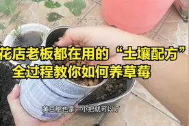 揭秘！花店老板都在用的“土壤配方”！全过程教你如何养草莓视频封面