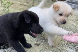 小狗狗跑来跟主人握手，动作太可爱画面很治愈